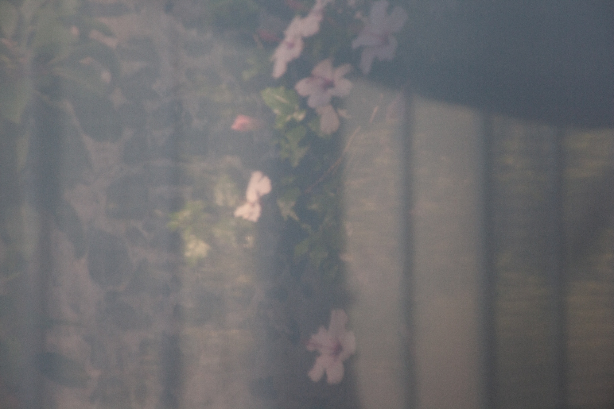 Carina Martins - Urupë - plantas no Jardim Botânico da Ajuda em Lisboa