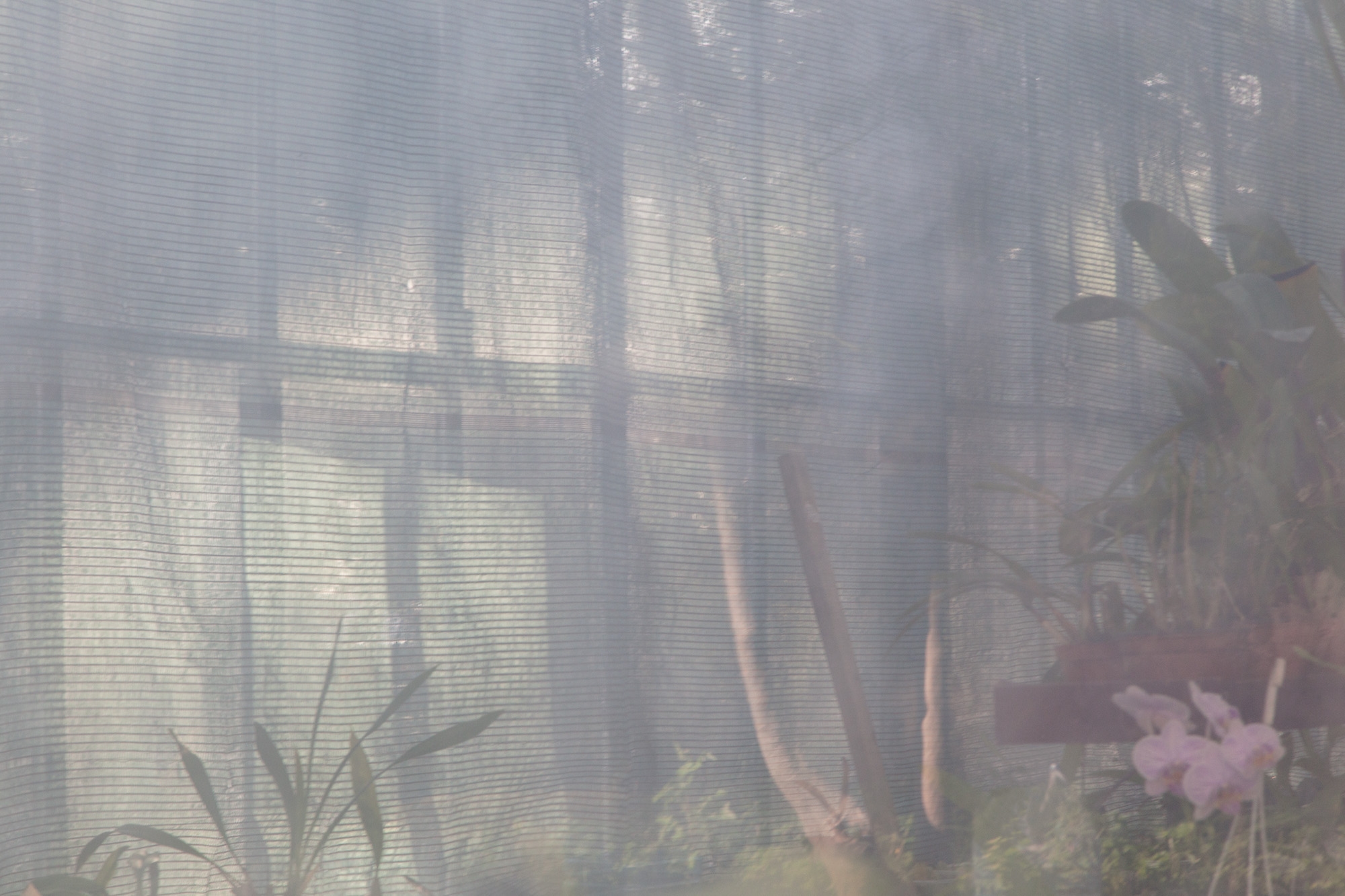 Carina Martins - Urupë - plants in Ajuda Botanical Garden in Lisbon