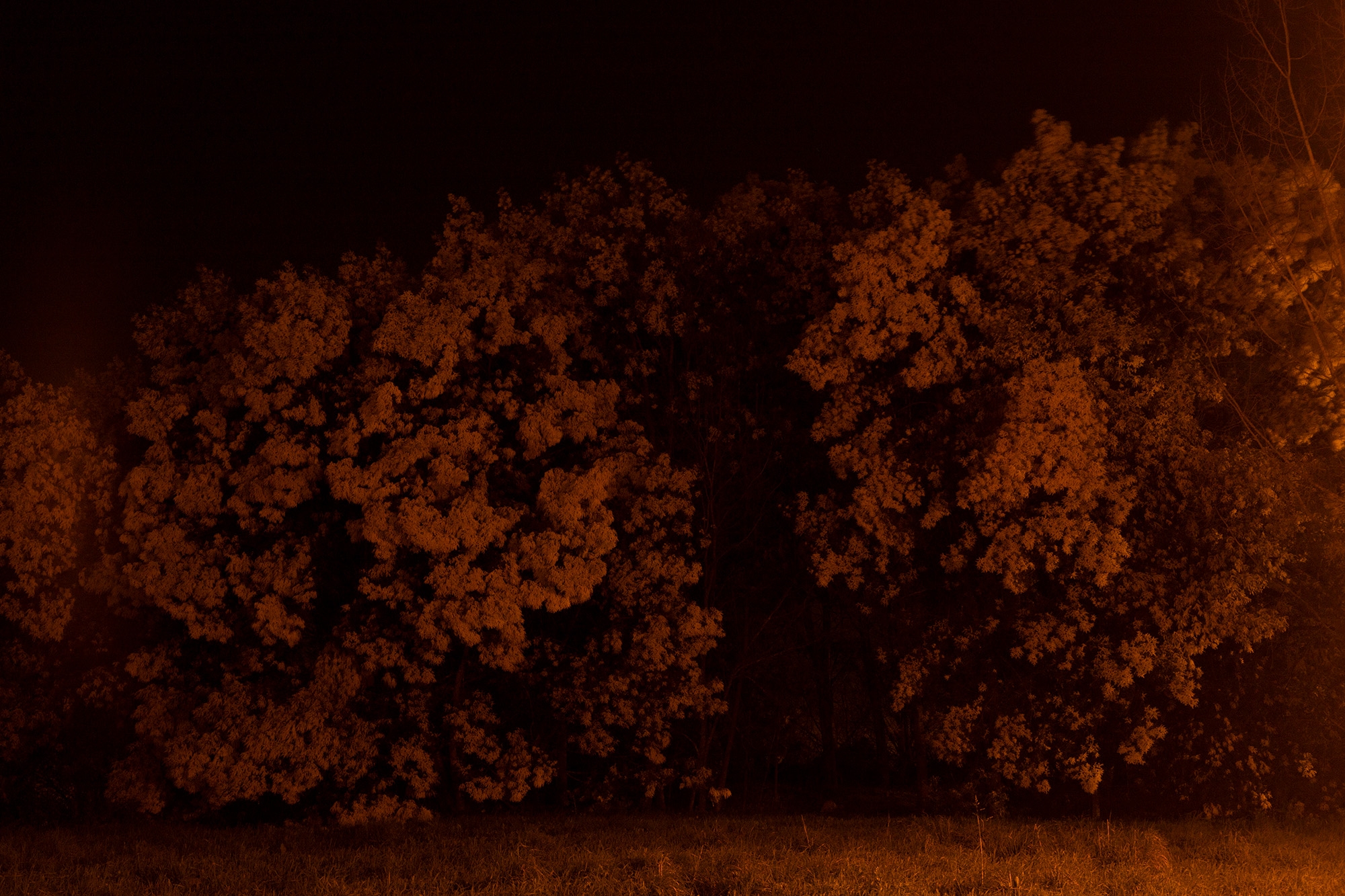 Carina Martins - Vagueamos na noite sem sentido e somos devorados pelo fogo - árvore à noite