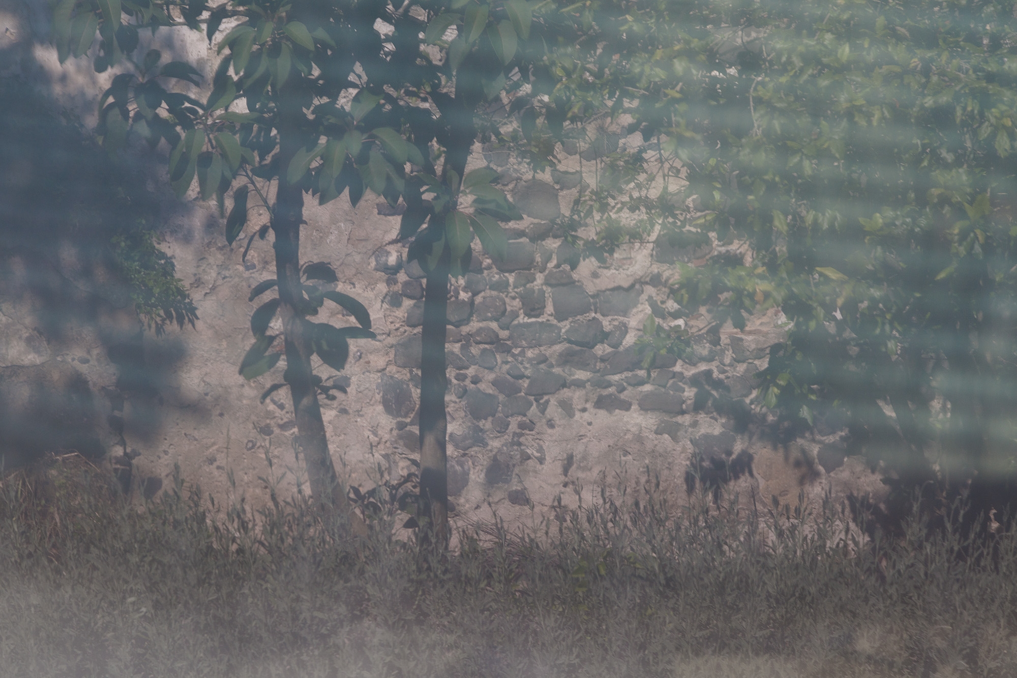 Carina Martins - Urupë - plantas no Jardim Botânico da Ajuda em Lisboa