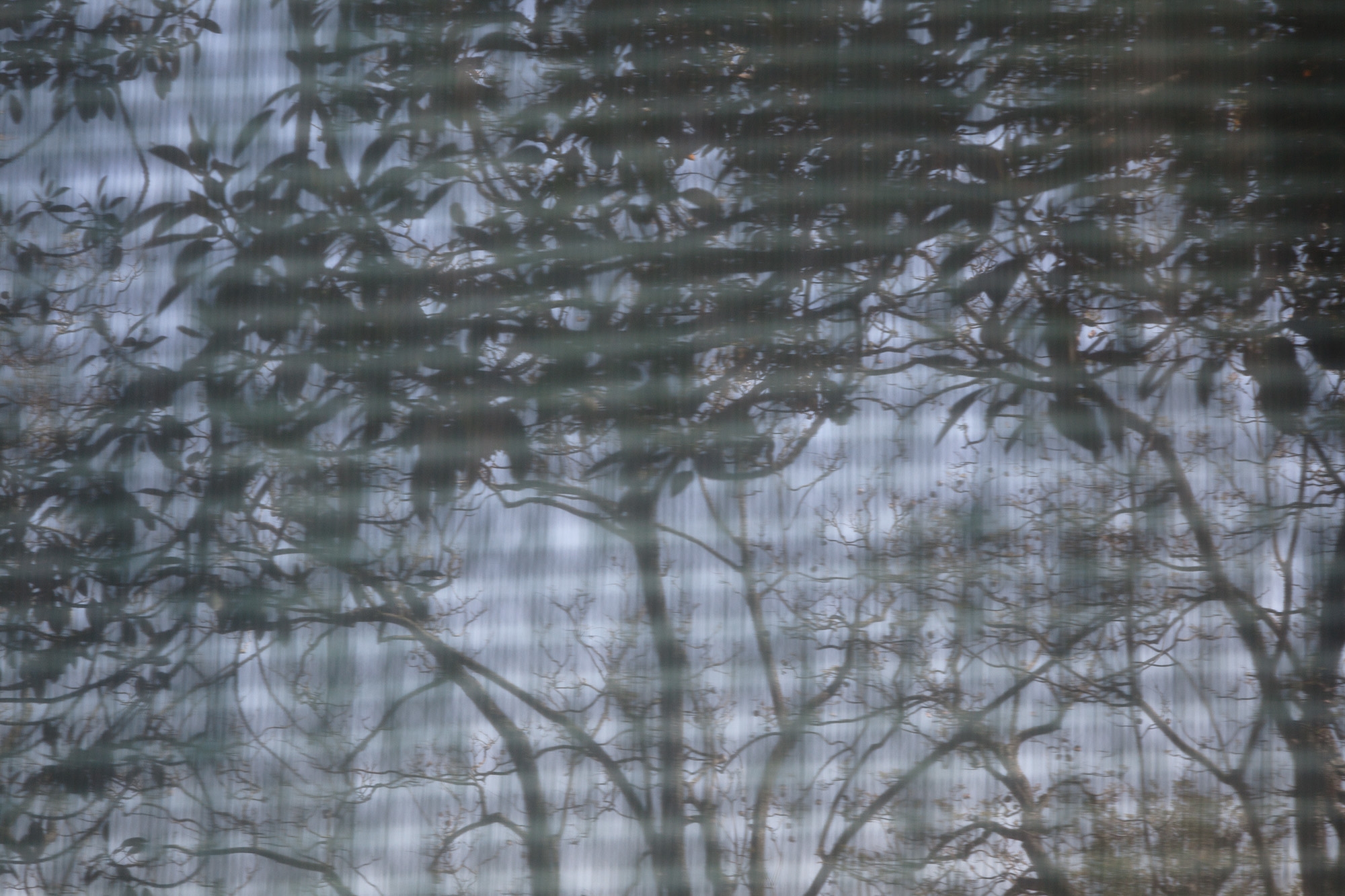 Carina Martins - Urupë - plantas no Jardim Botânico da Ajuda em Lisboa