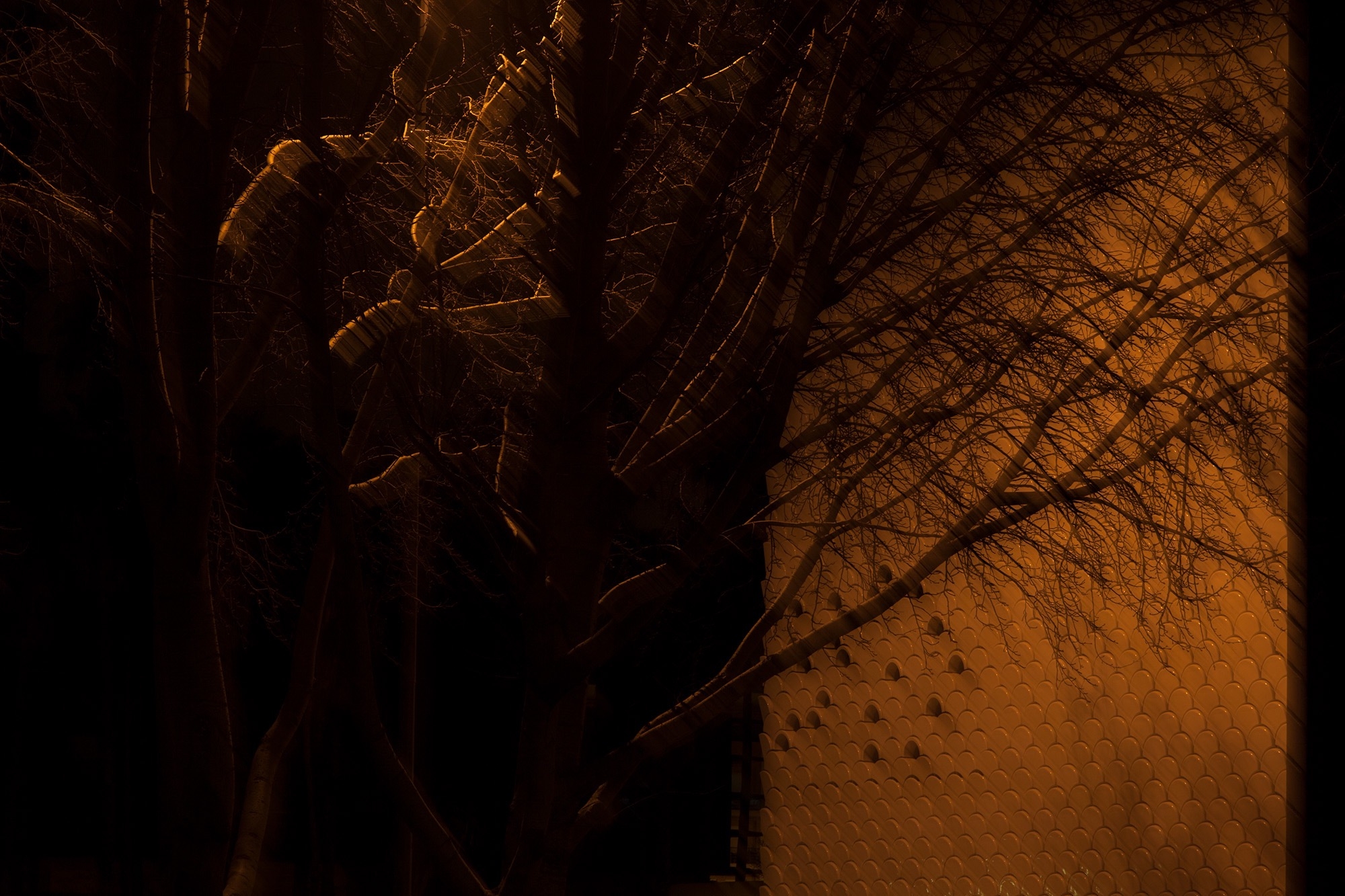 Carina Martins - We wander in circles through the night and are consumed by fire - tree at night