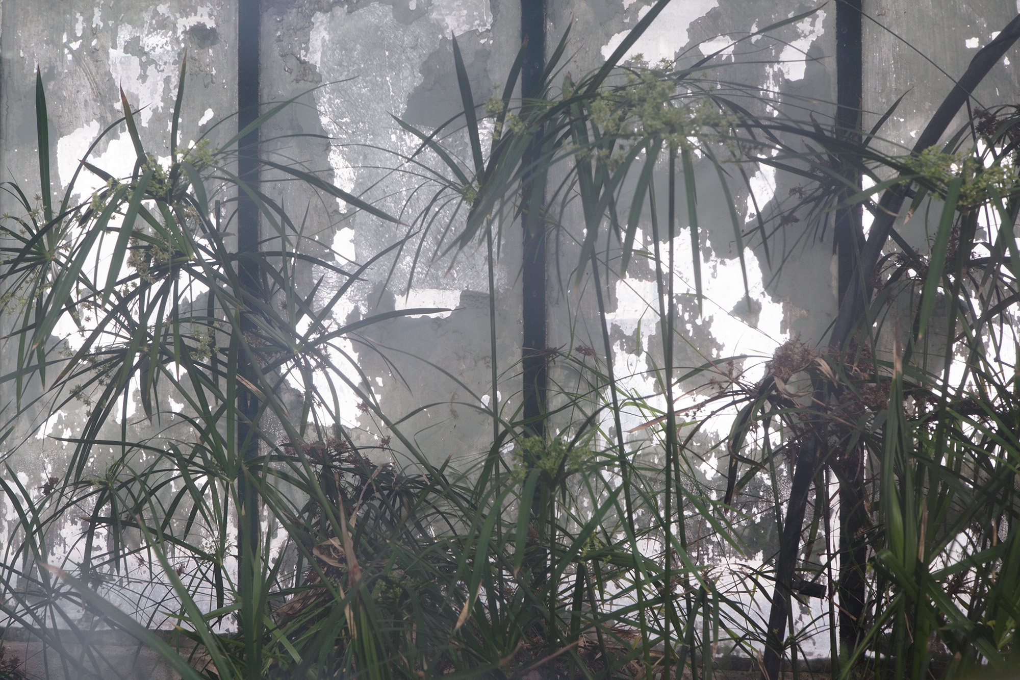 Carina Martins - Urupë - plants in Ajuda Botanical Garden in Lisbon