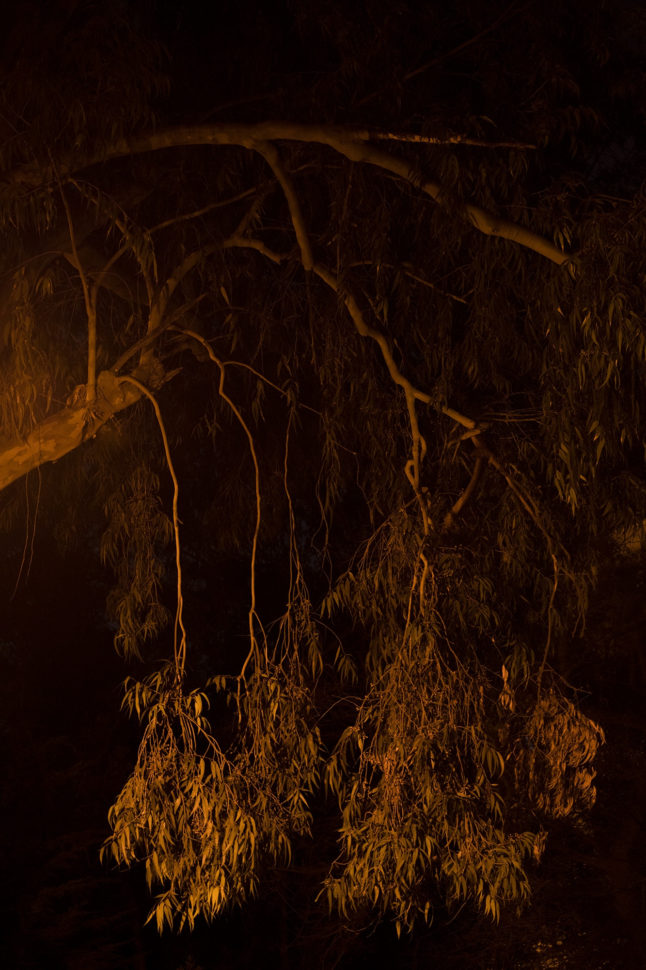 Carina Martins - Physis - detalhe de árvore à noite