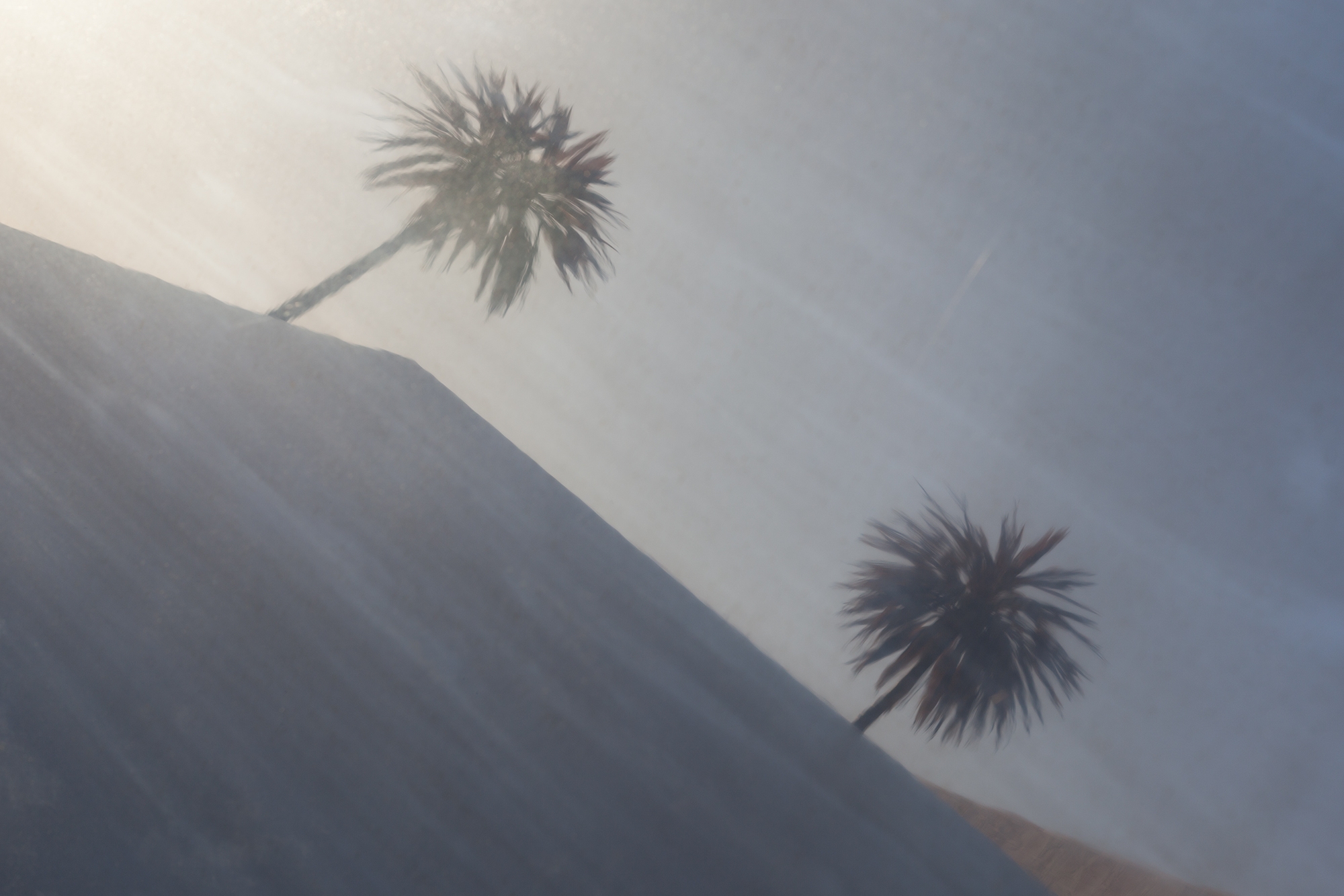 Carina Martins - Eikasia - palm tree geometric image