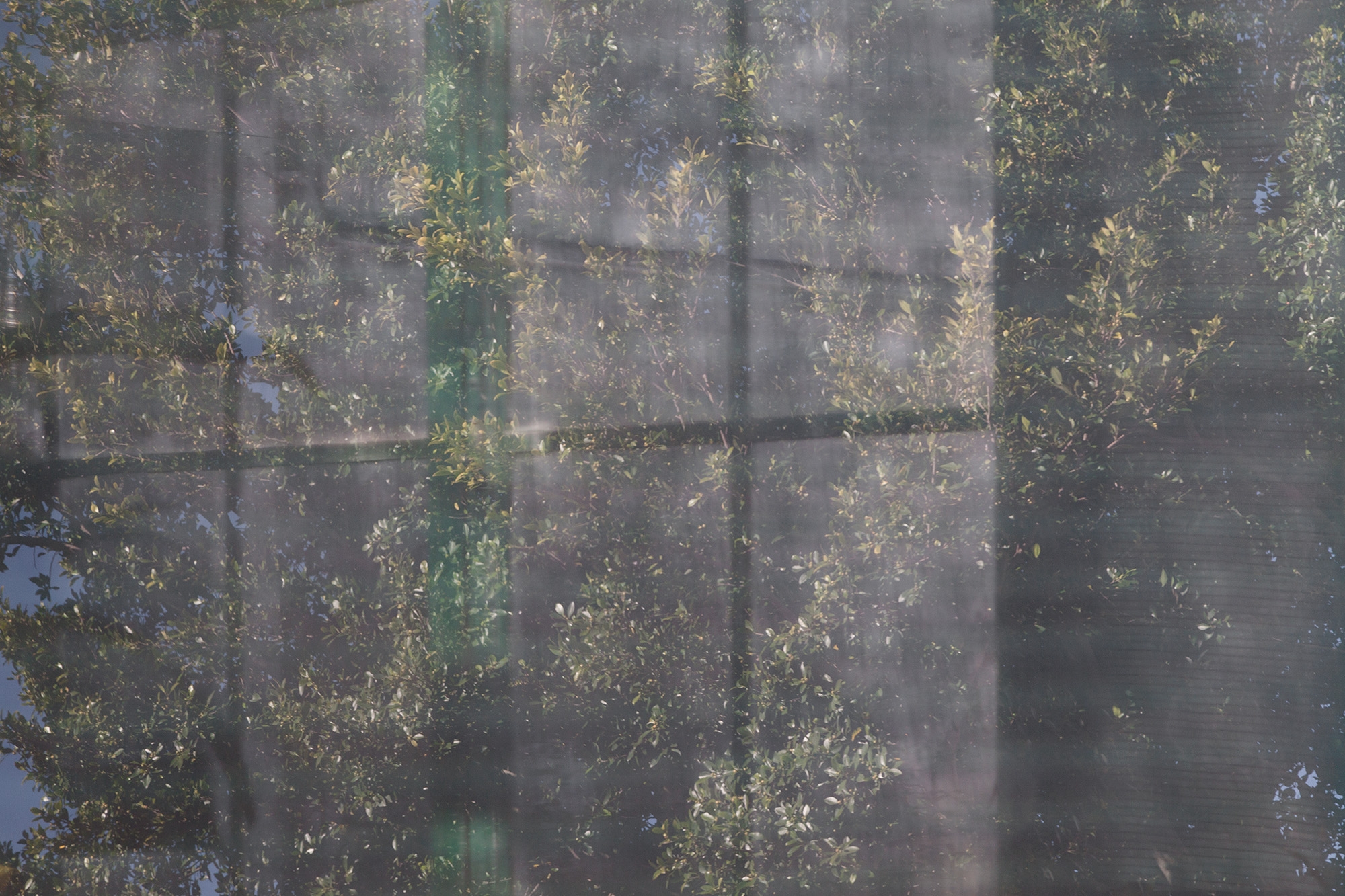 Carina Martins - Urupë - plantas no Jardim Botânico da Ajuda em Lisboa