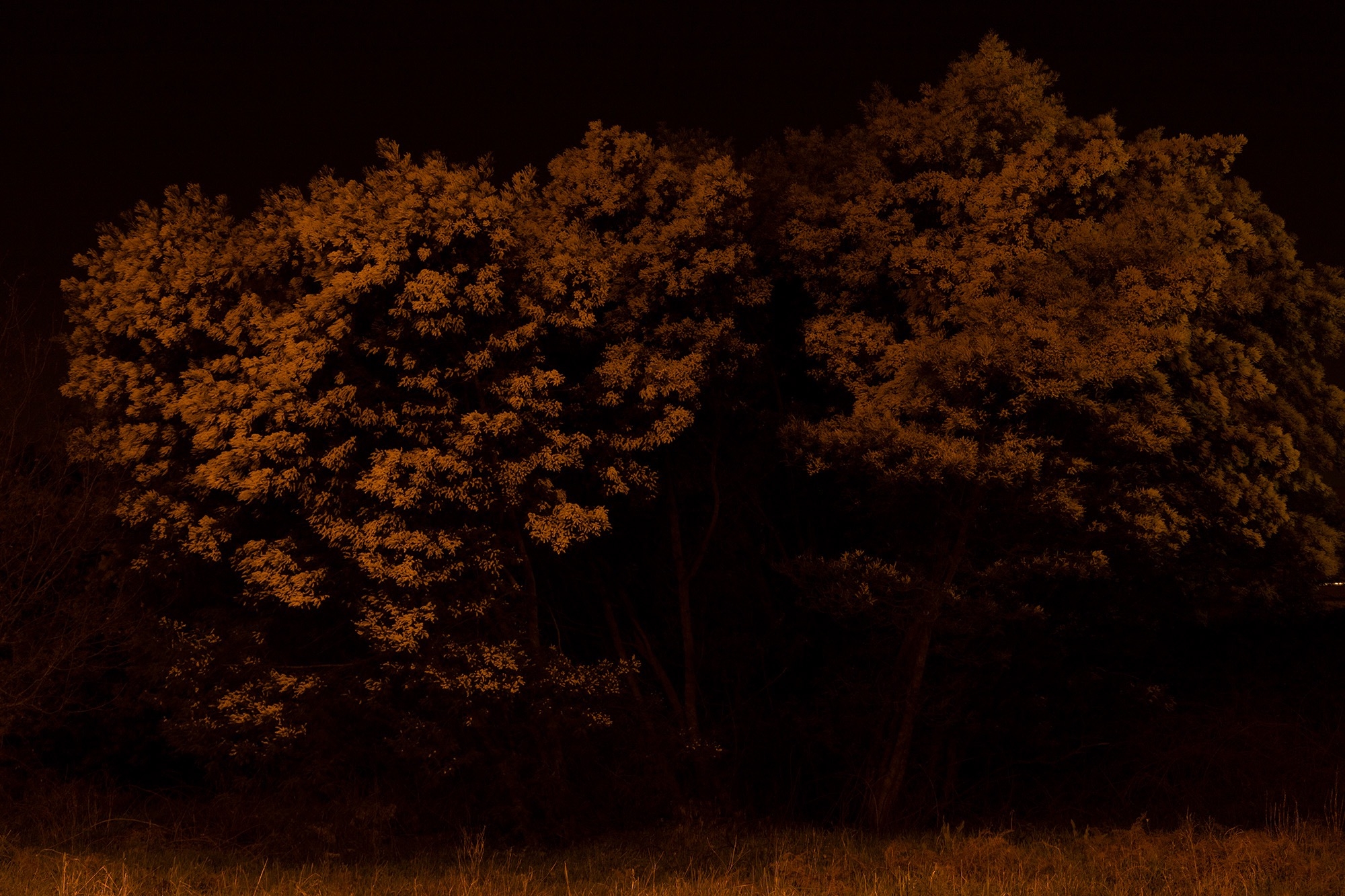 Carina Martins - We wander in circles through the night and are consumed by fire - tree at night