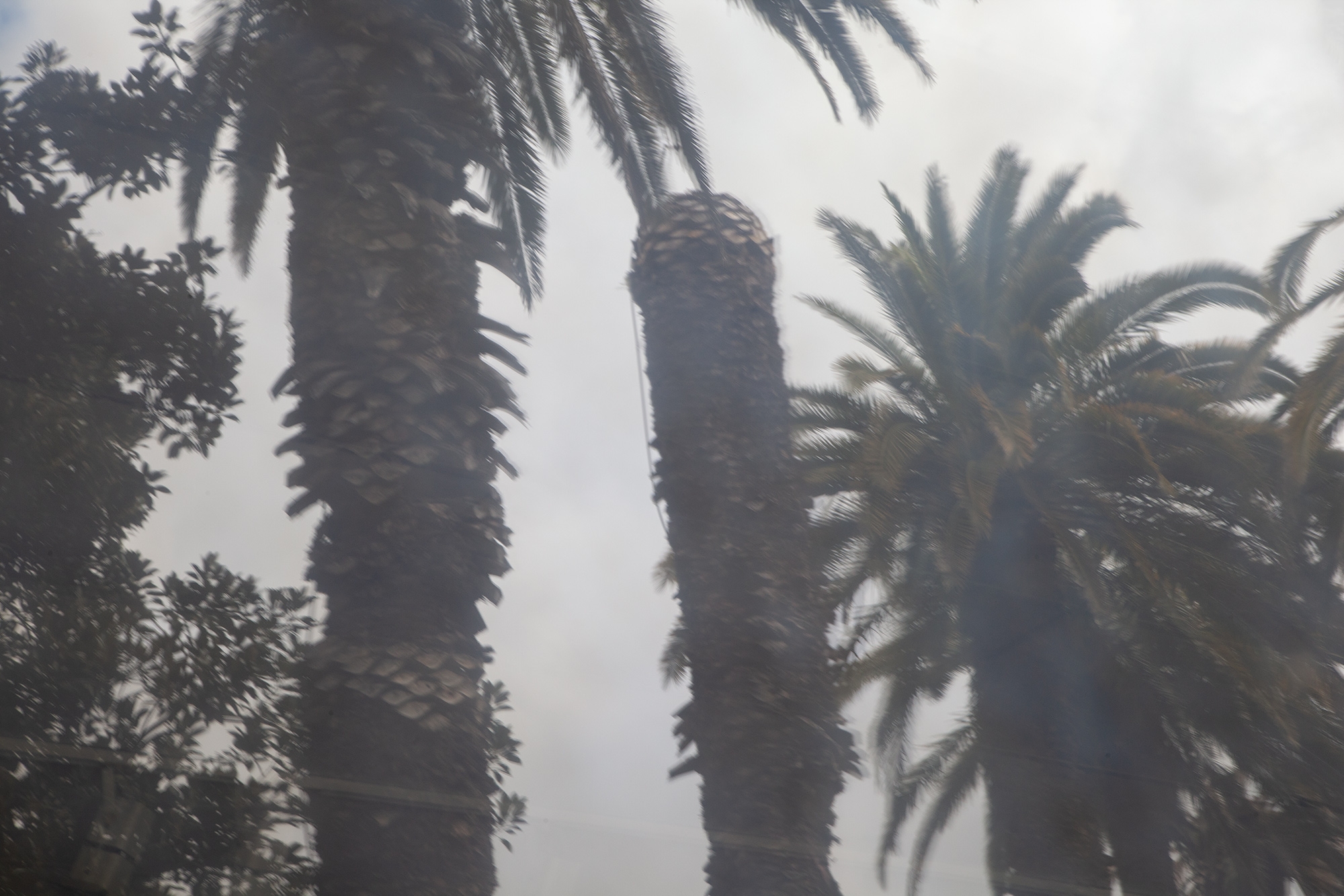 Carina Martins - Urupë - plants in Ajuda Botanical Garden in Lisbon