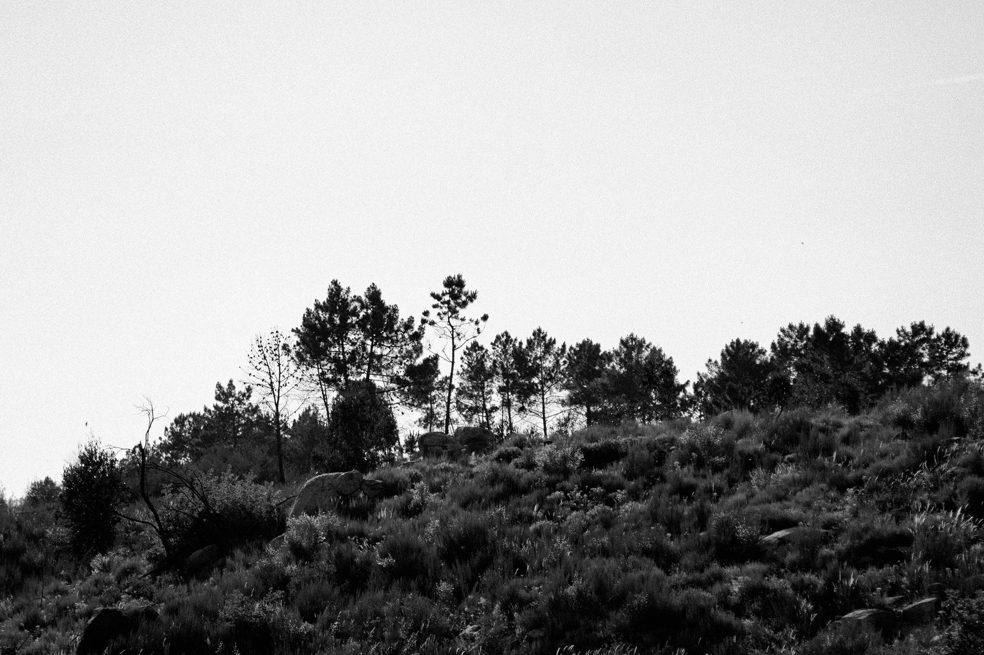 Carina Martins - Anima Lusitani - mountain - dobreira