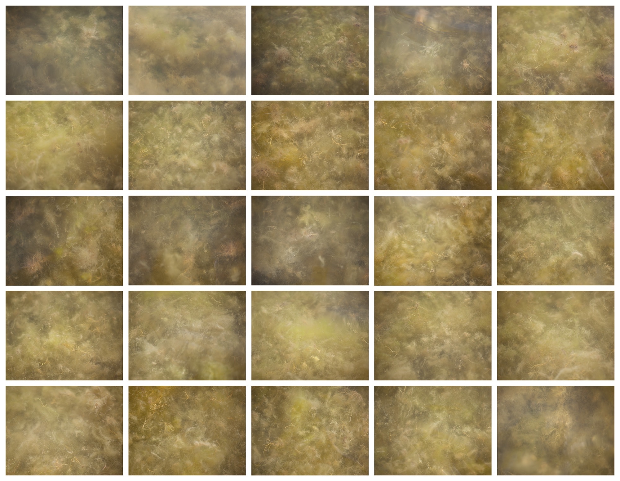 Carina Martins - Eikasia - 25 yellow seeweed squares in albufeira lagoon3