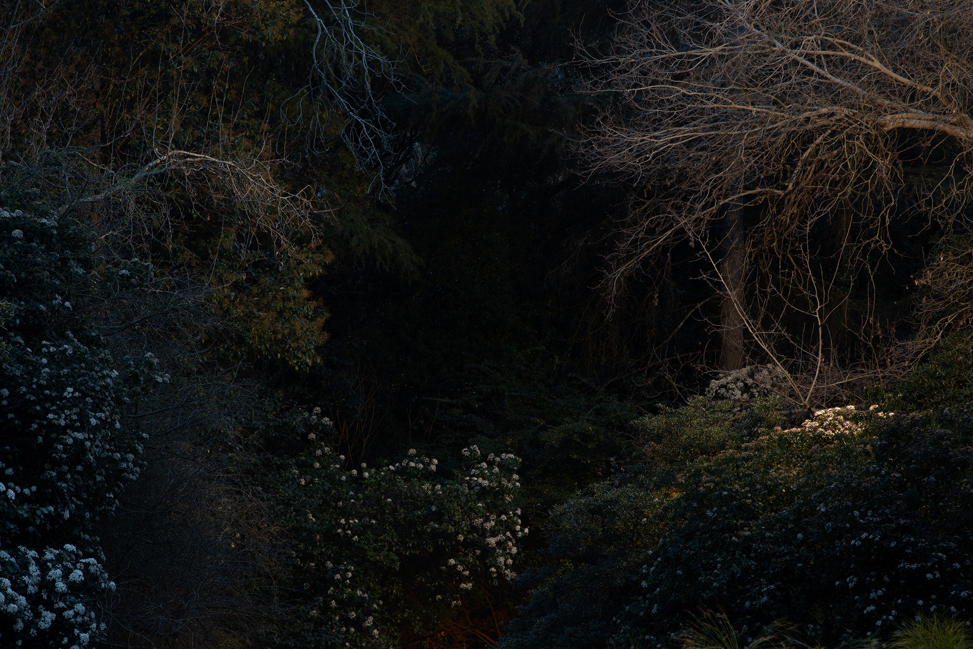 Carina Martins - Physis - árvores no jardim da Gulbenkian