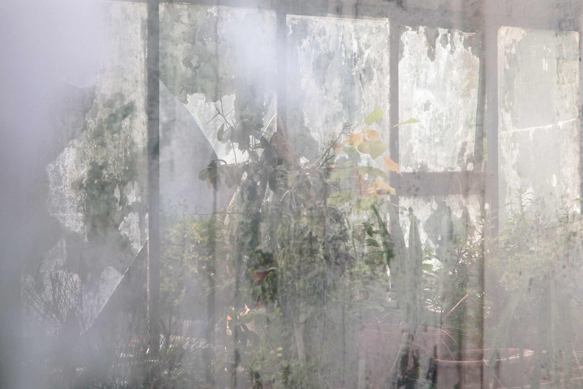 Carina Martins - Urupë - plants in Ajuda Botanical Garden in Lisbon