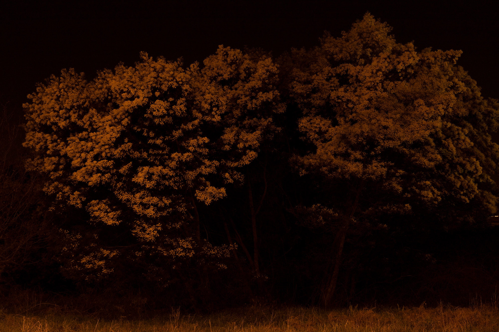 Carina Martins - Vagueamos na noite sem sentido e somos devorados pelo fogo - árvore à noite