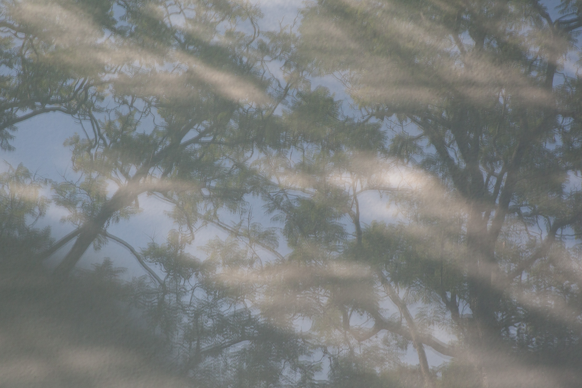 Carina Martins - Urupë - plantas no Jardim Botânico da Ajuda em Lisboa