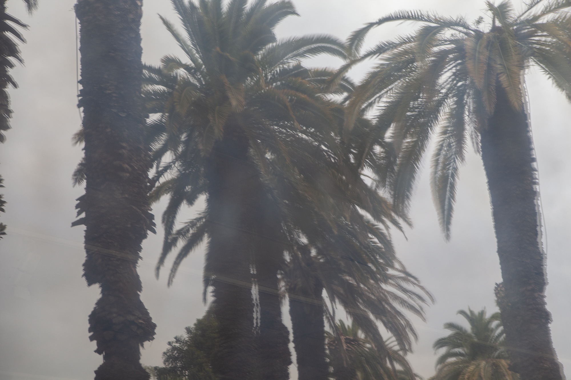 Carina Martins - Urupë - plantas no Jardim Botânico da Ajuda em Lisboa