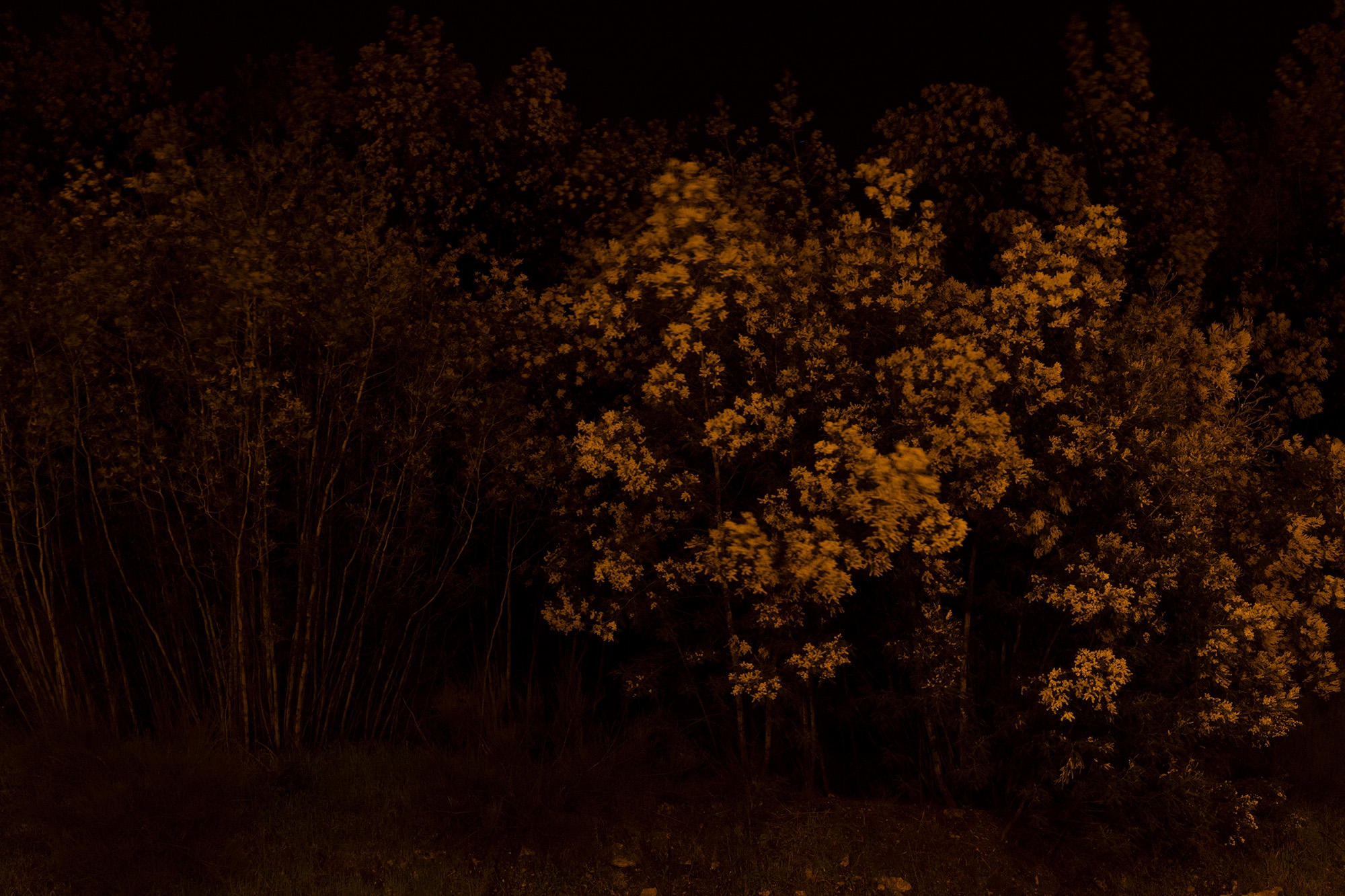 Carina Martins - Vagueamos na noite sem sentido e somos devorados pelo fogo - árvore à noite