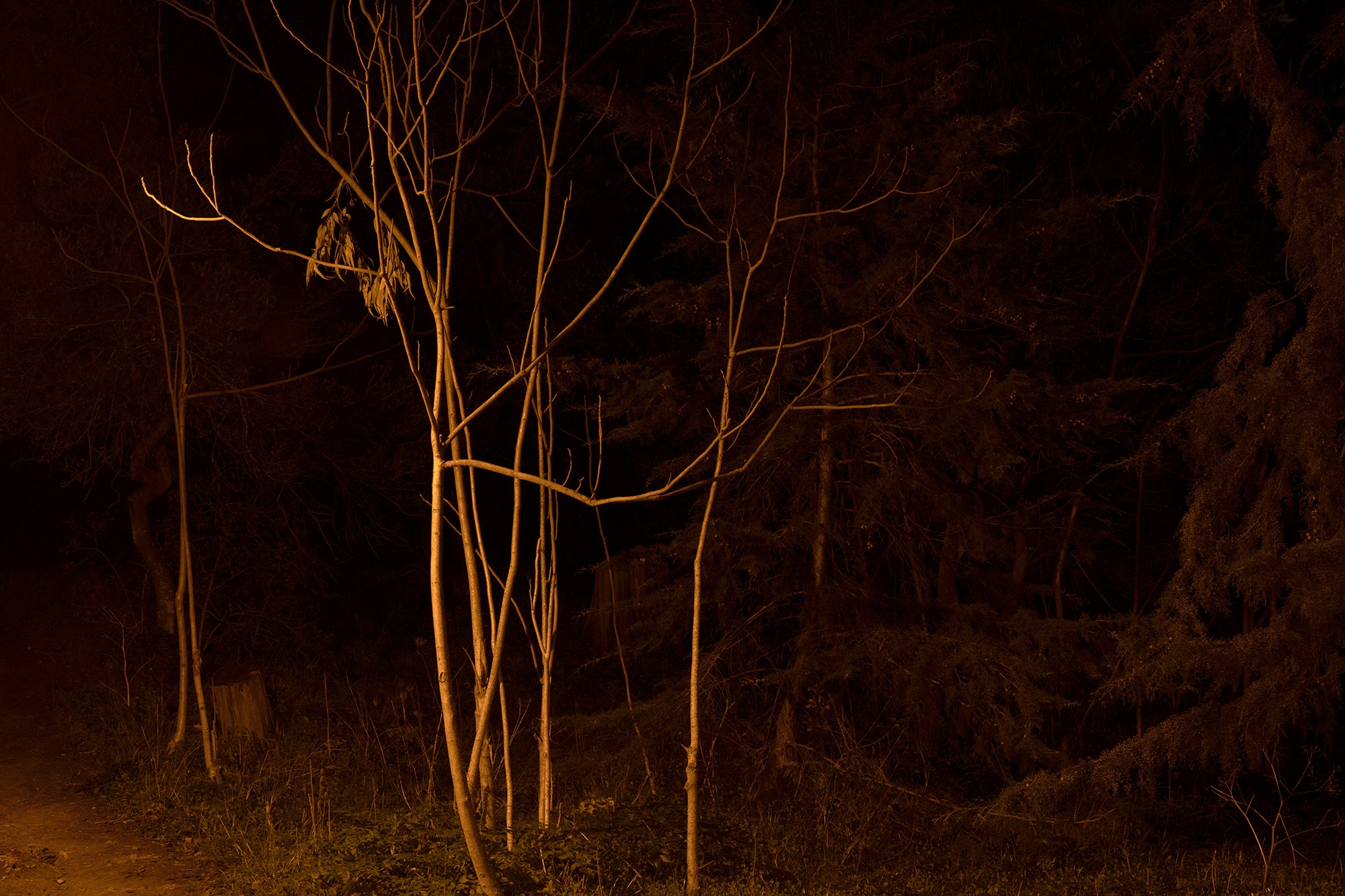 Carina Martins - Physis - tree at Quinta das Conchas