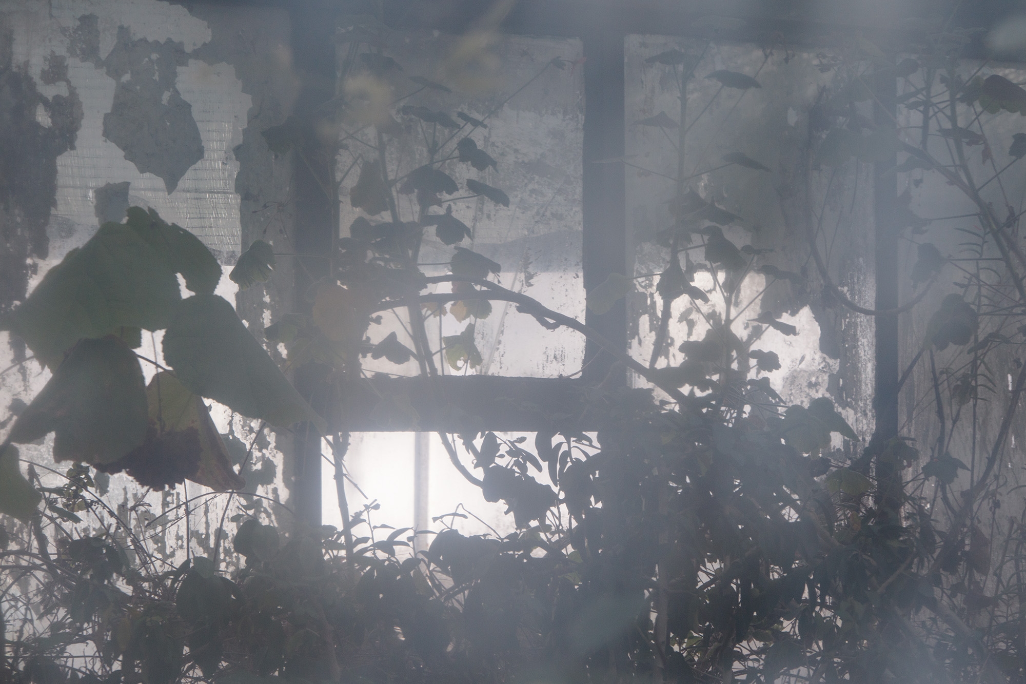 Carina Martins - Urupë - plantas no Jardim Botânico da Ajuda em Lisboa