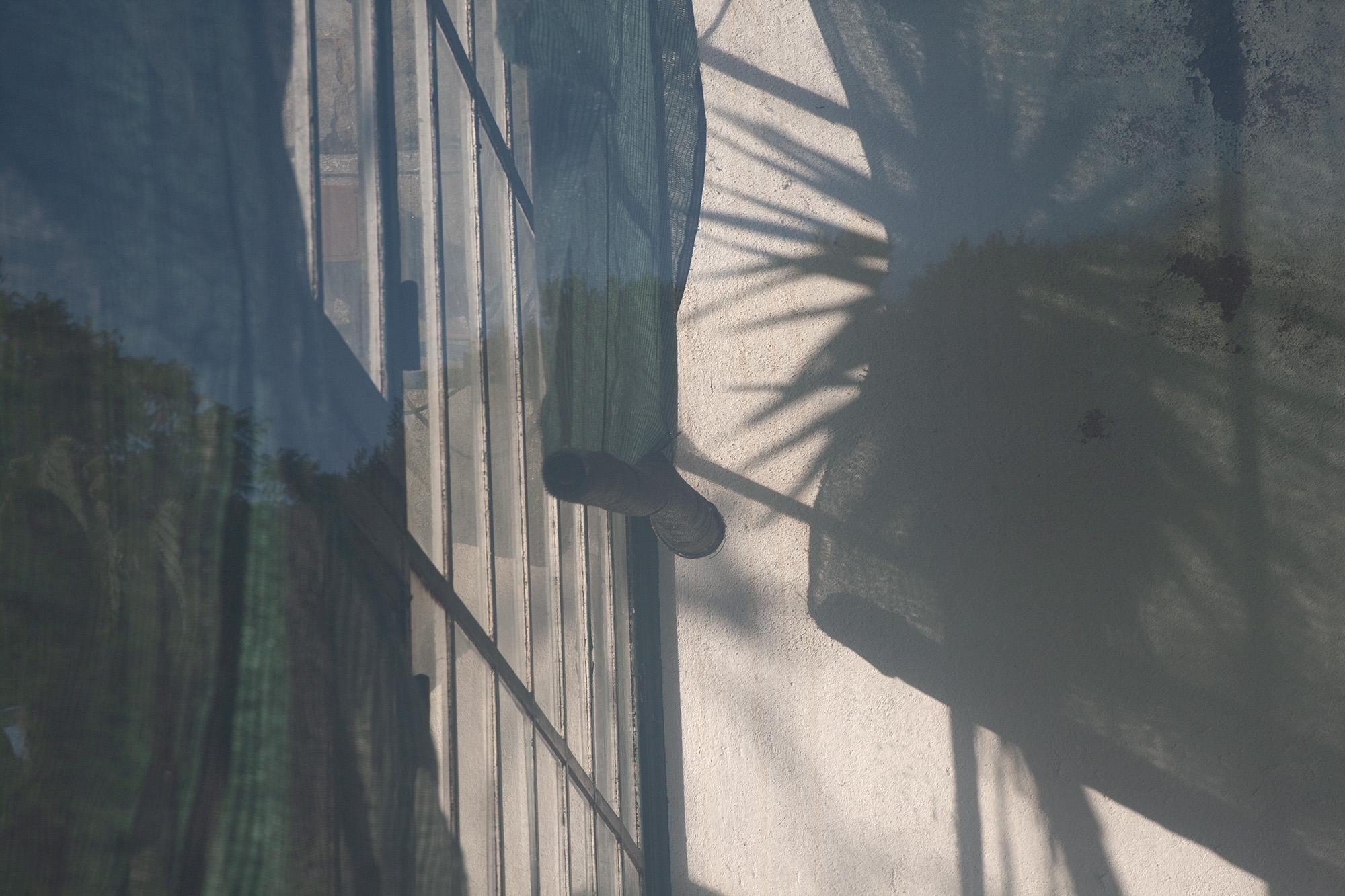 Carina Martins - Urupë - plantas no Jardim Botânico da Ajuda em Lisboa