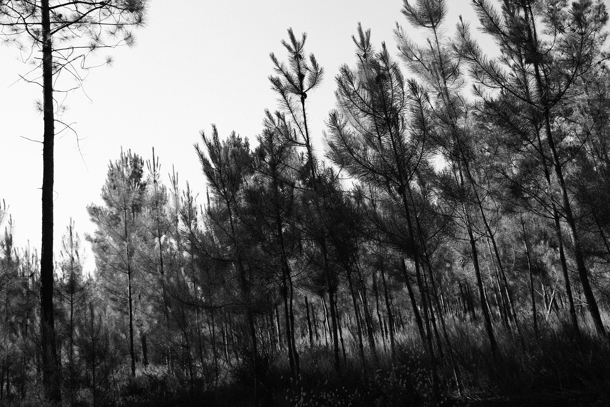 Carina Martins - Anima Lusitani - mountain - seixas