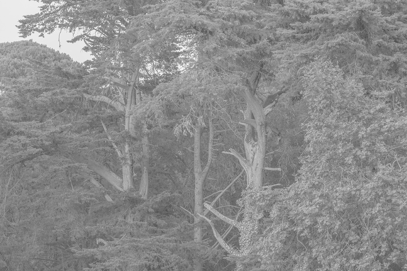 Carina Martins - contacto - floresta em Sintra