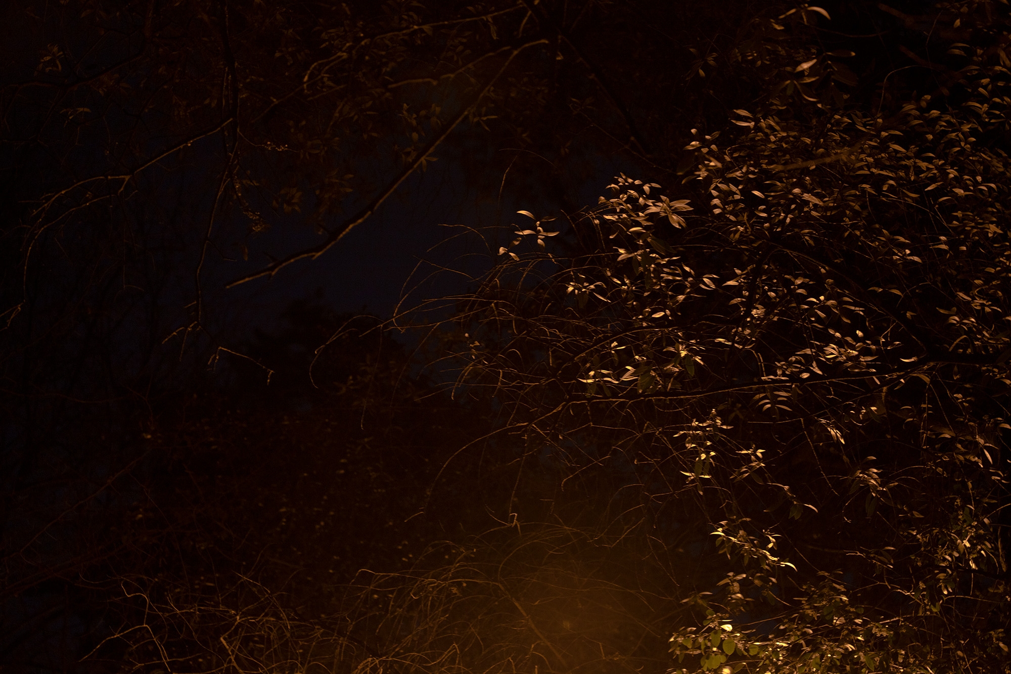 Carina Martins - We wander in circles through the night and are consumed by fire - tree branches at night