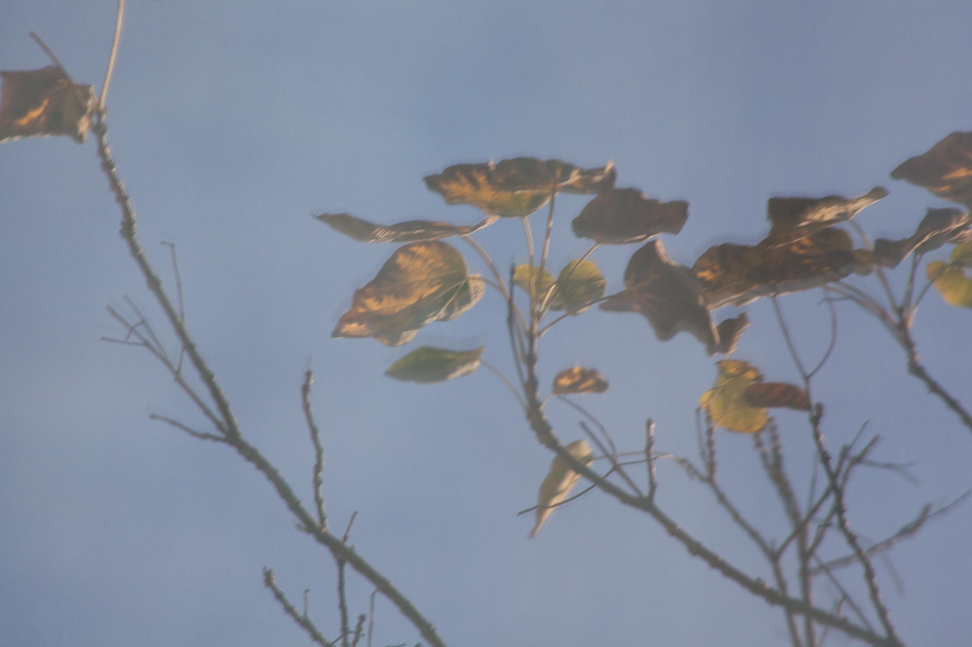 Carina Martins - Urupë - plants in Ajuda Botanical Garden in Lisbon