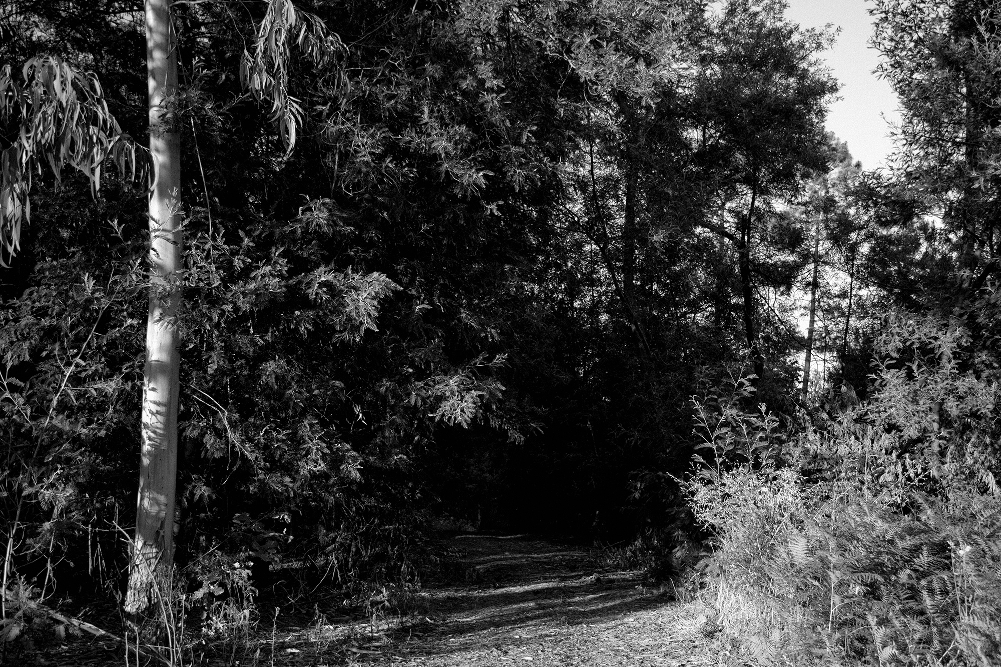 Carina Martins - Anima Lusitani - mountain - adiça