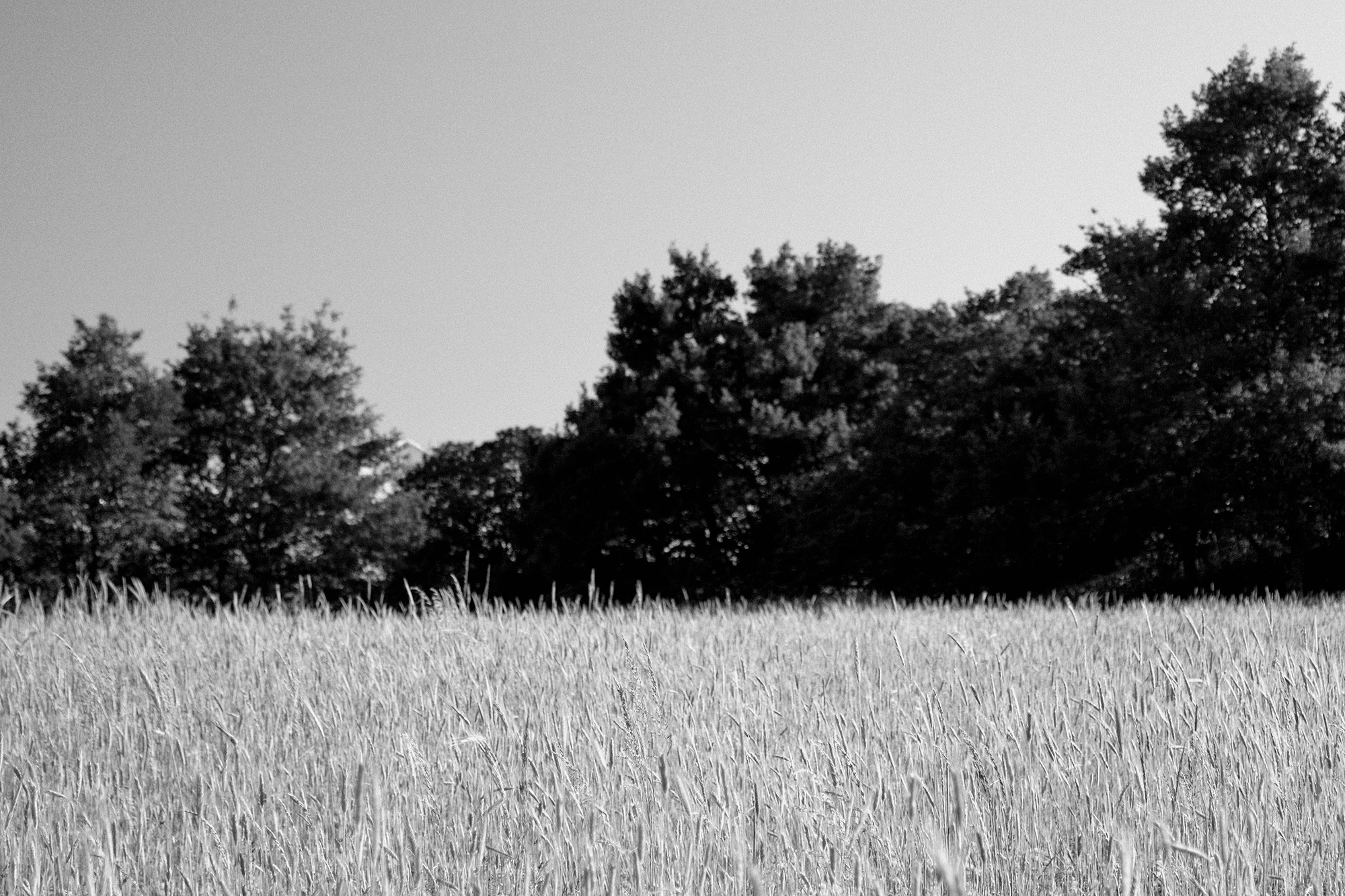 Carina Martins - Anima Lusitani - tree - vila nova de paiva