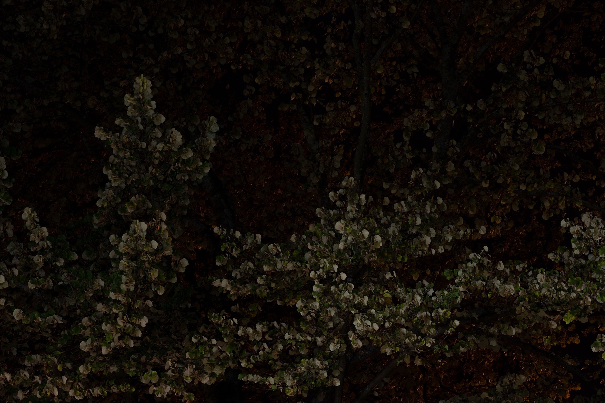 Carina Martins - Physis - tree at night