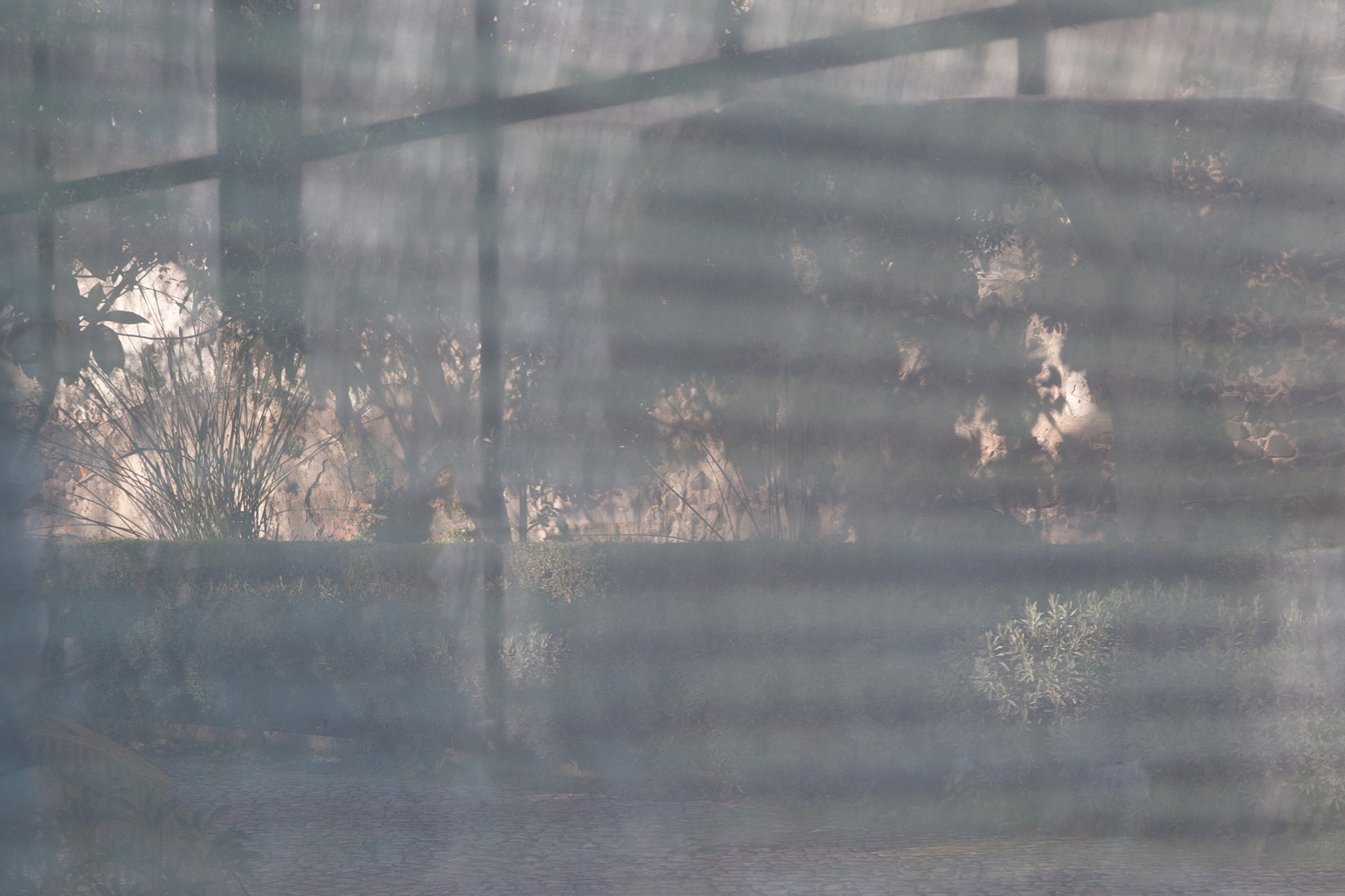 Carina Martins - Urupë - plants in Ajuda Botanical Garden in Lisbon