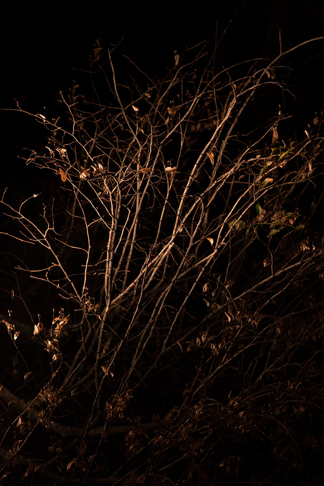 Carina Martins - We wander in circles through the night and are consumed by fire - tree branches at night